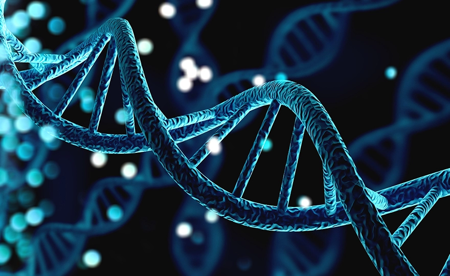 Human DNA structure